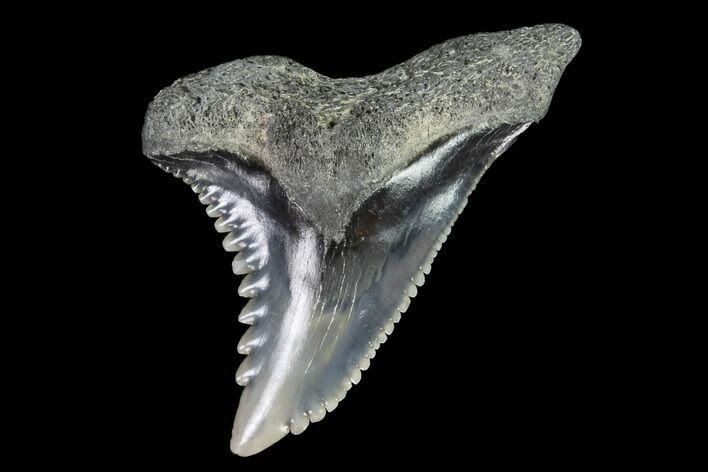 Hemipristis Shark Tooth Fossil - Virginia #96697